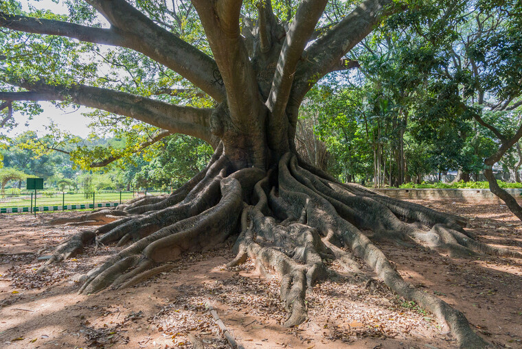 India 2014 - Bangalore 008.jpg